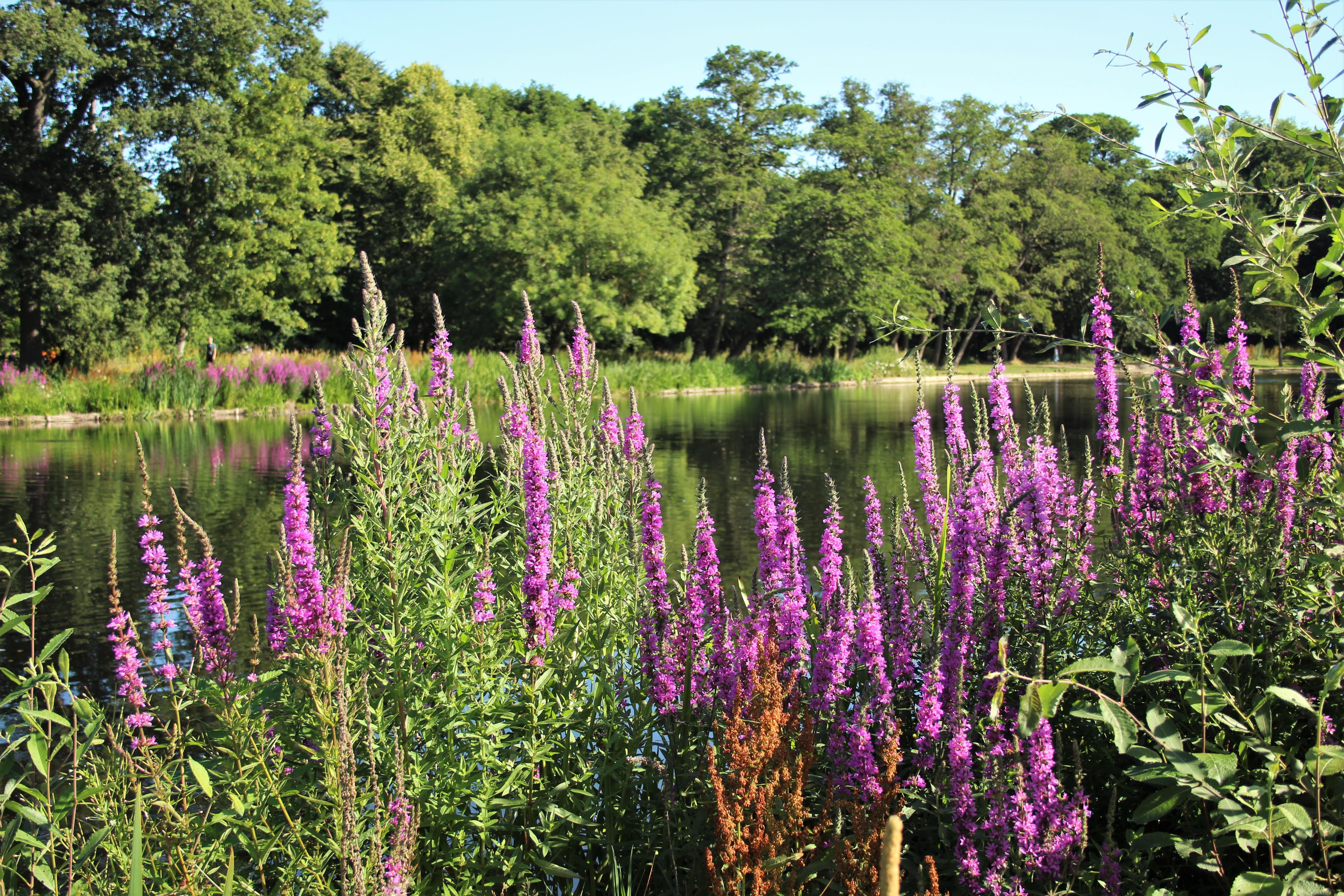 A lake in Boultham Park, shows purple flowers at the edge of the water with lots of trees and bushes in the background