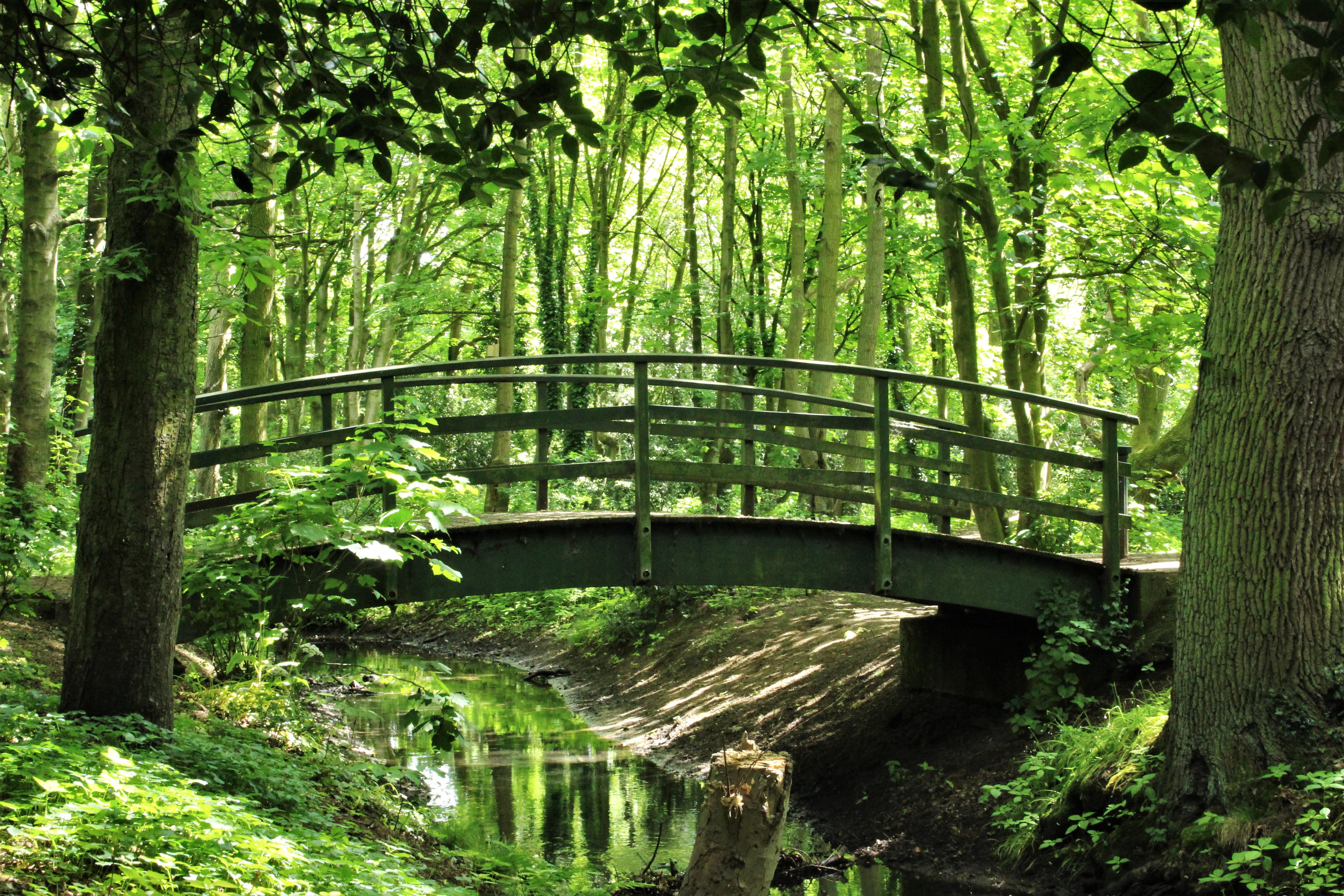Bridge at Boultham Park over a river. Lots of trees and forest in the background.