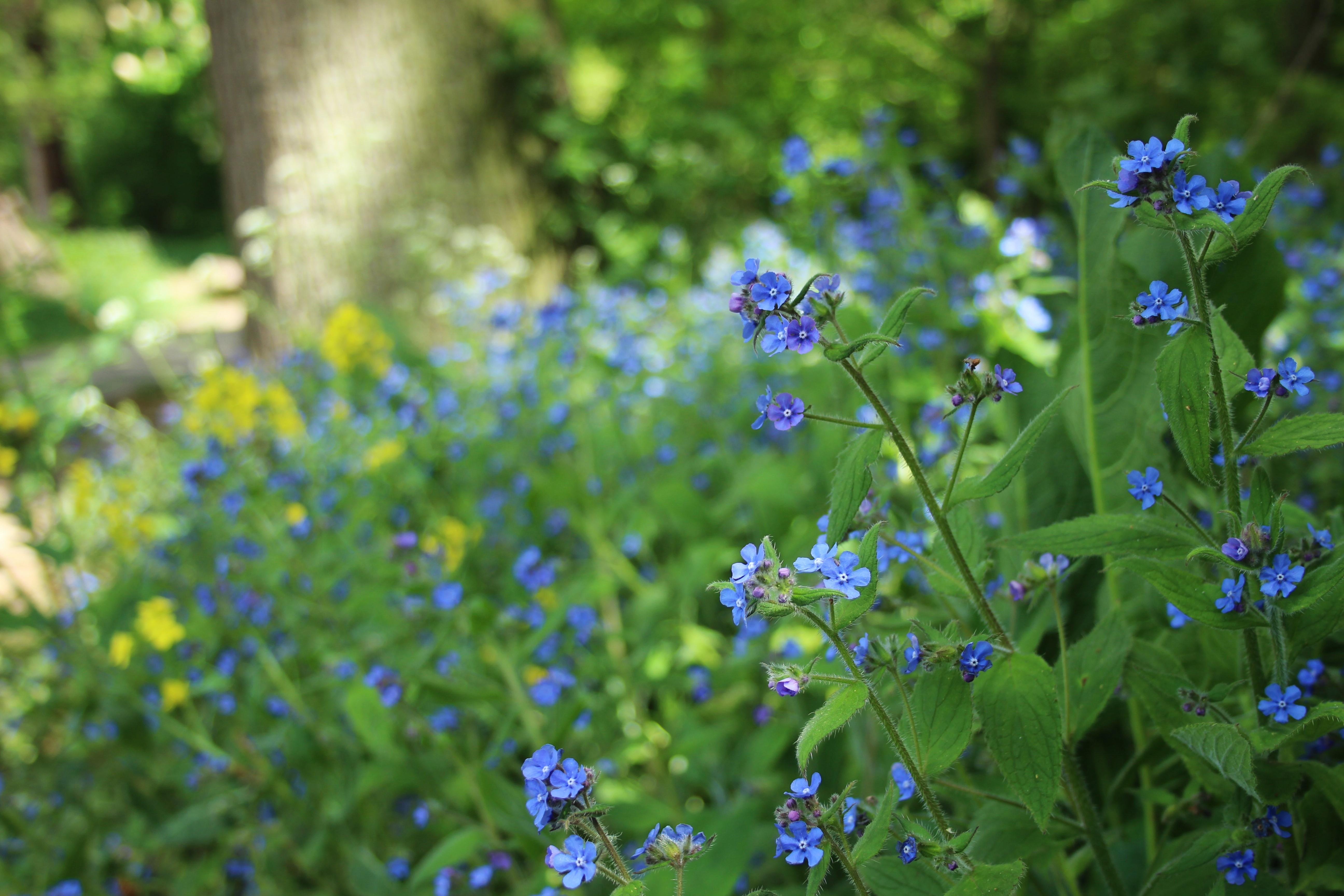 Zoomed in picture of some blue flowers growing in a park with a tree trunk in the background.