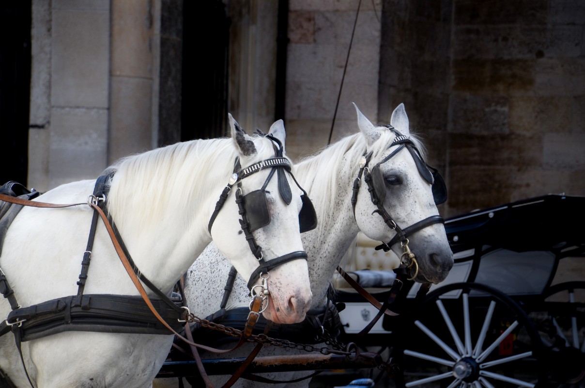 Two white horses and cart