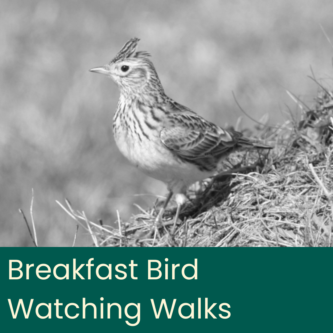 Breakfast Bird Watching Walks