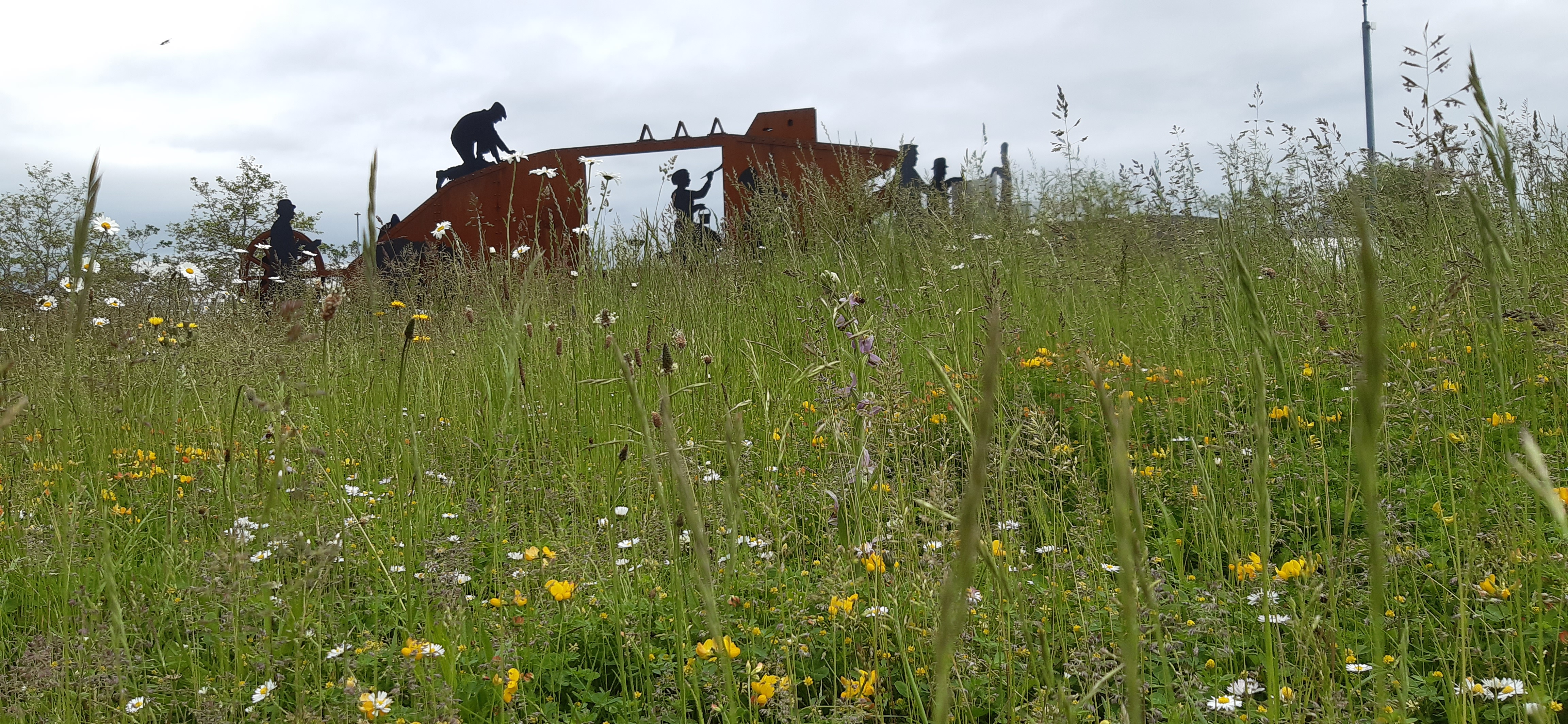 Rewilding flowers on roundabout