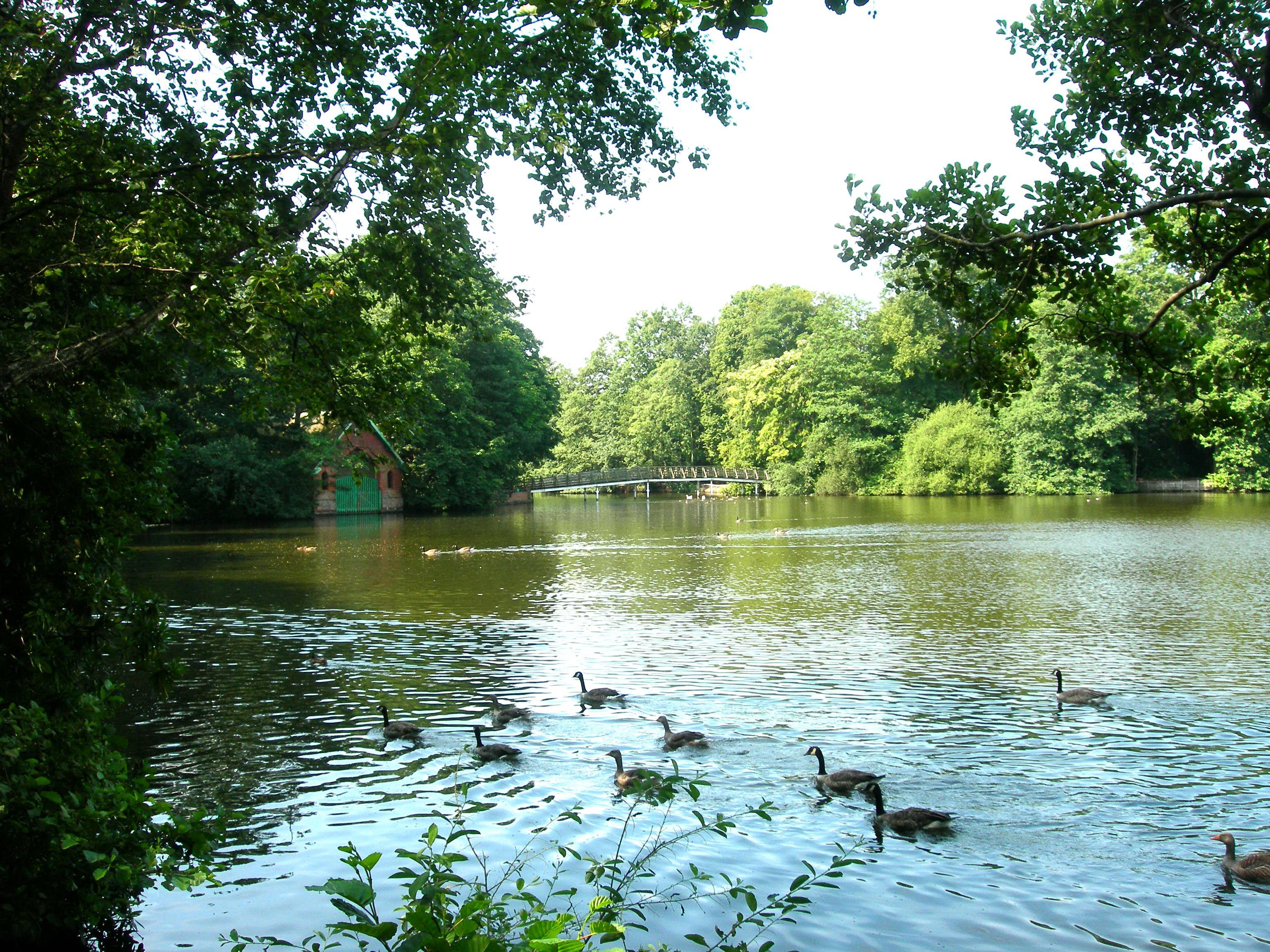 A view of a group of geese in a lake.