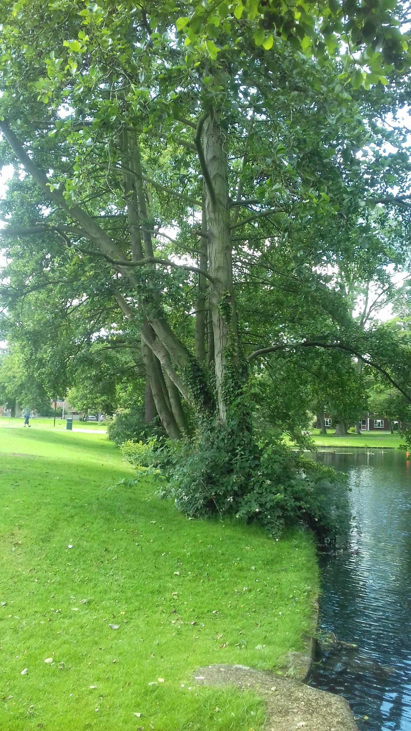 Boultham Park, Lincoln