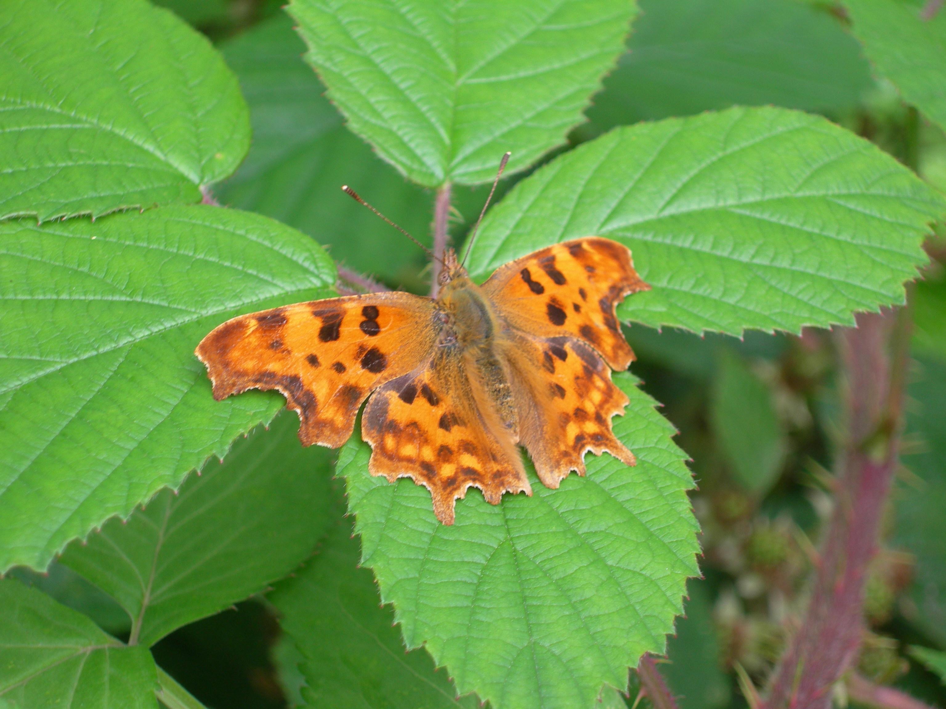 Butterfly perched on a leaf