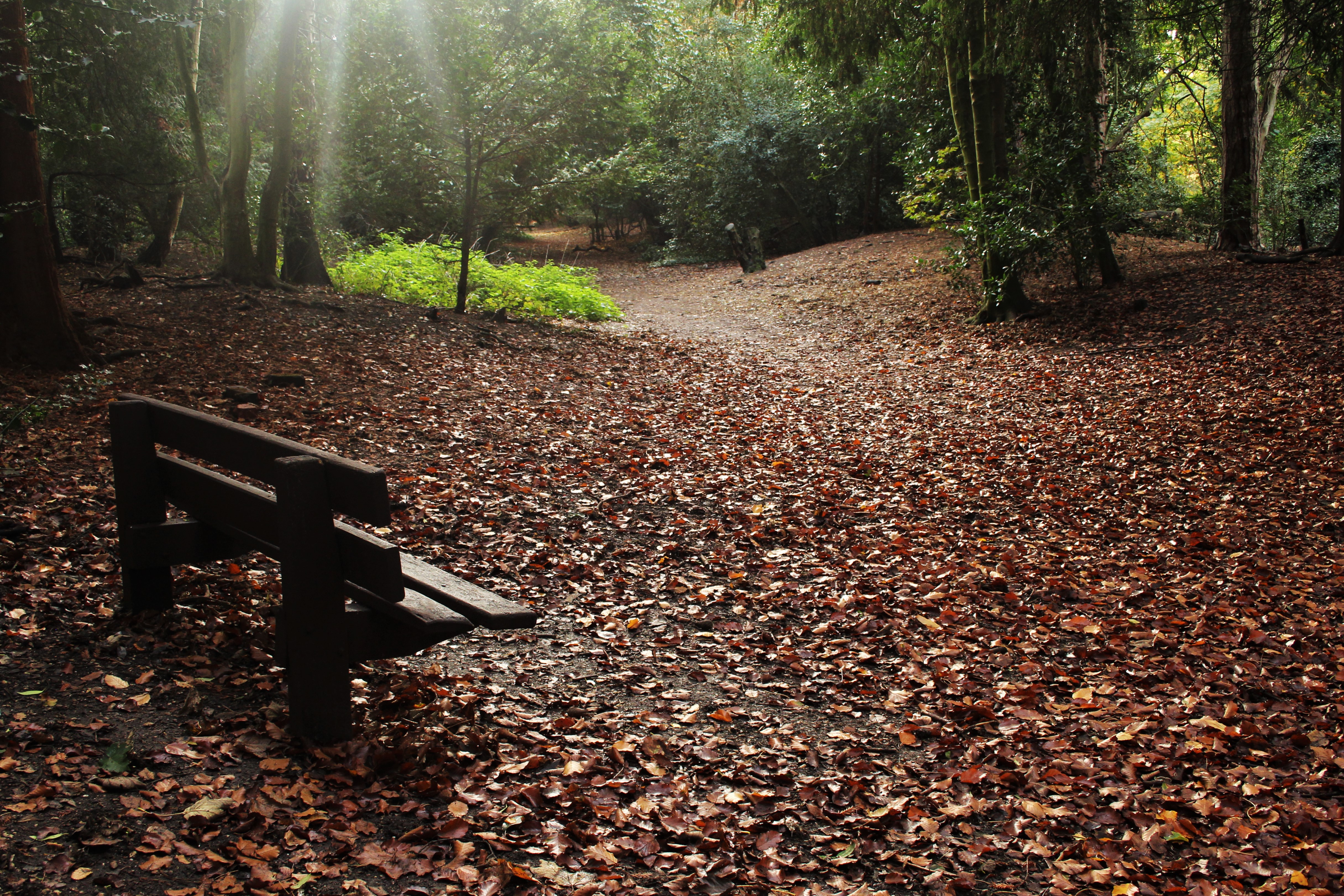 Bench under the sun rays in Lady&#039;s Walk, Hartsholme Park