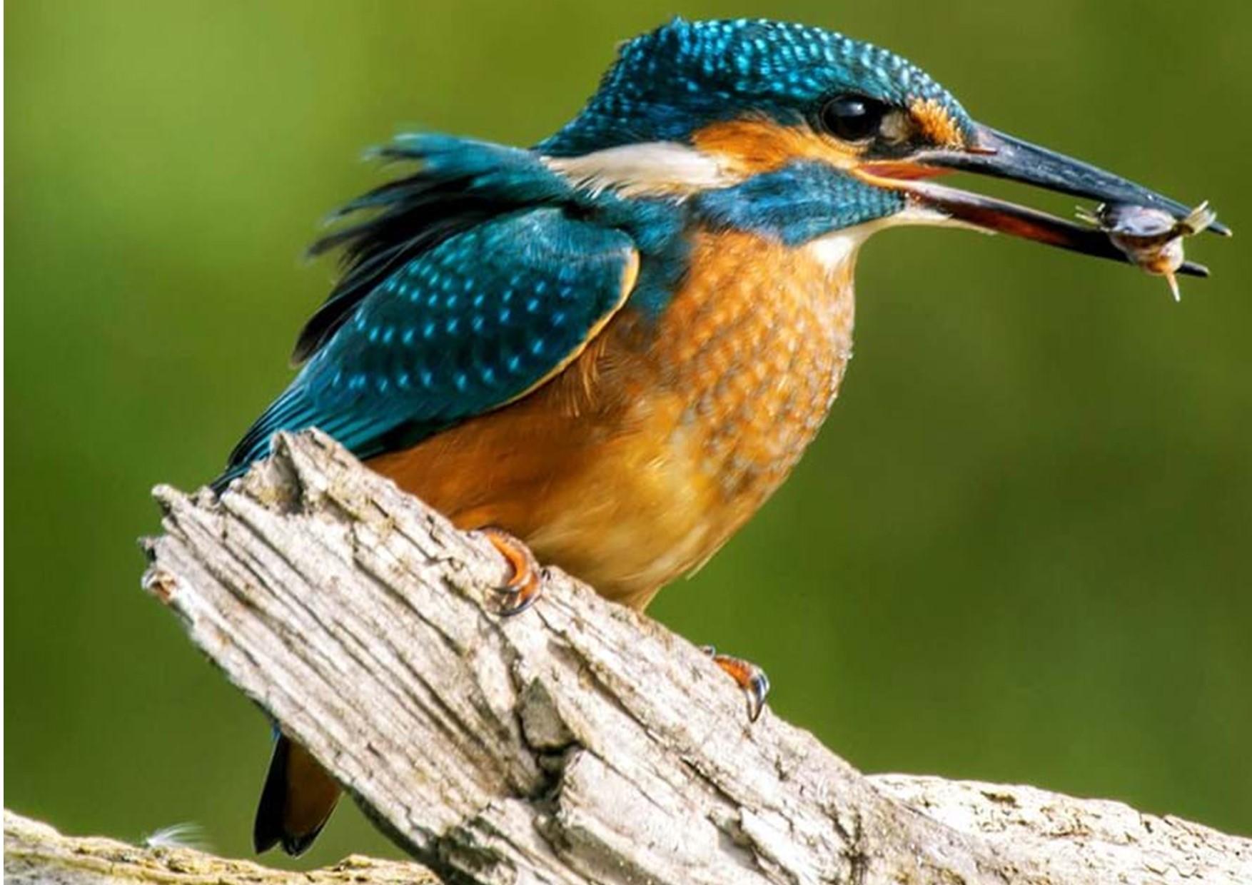 Kingfisher on a branch with a fish in there mouth
