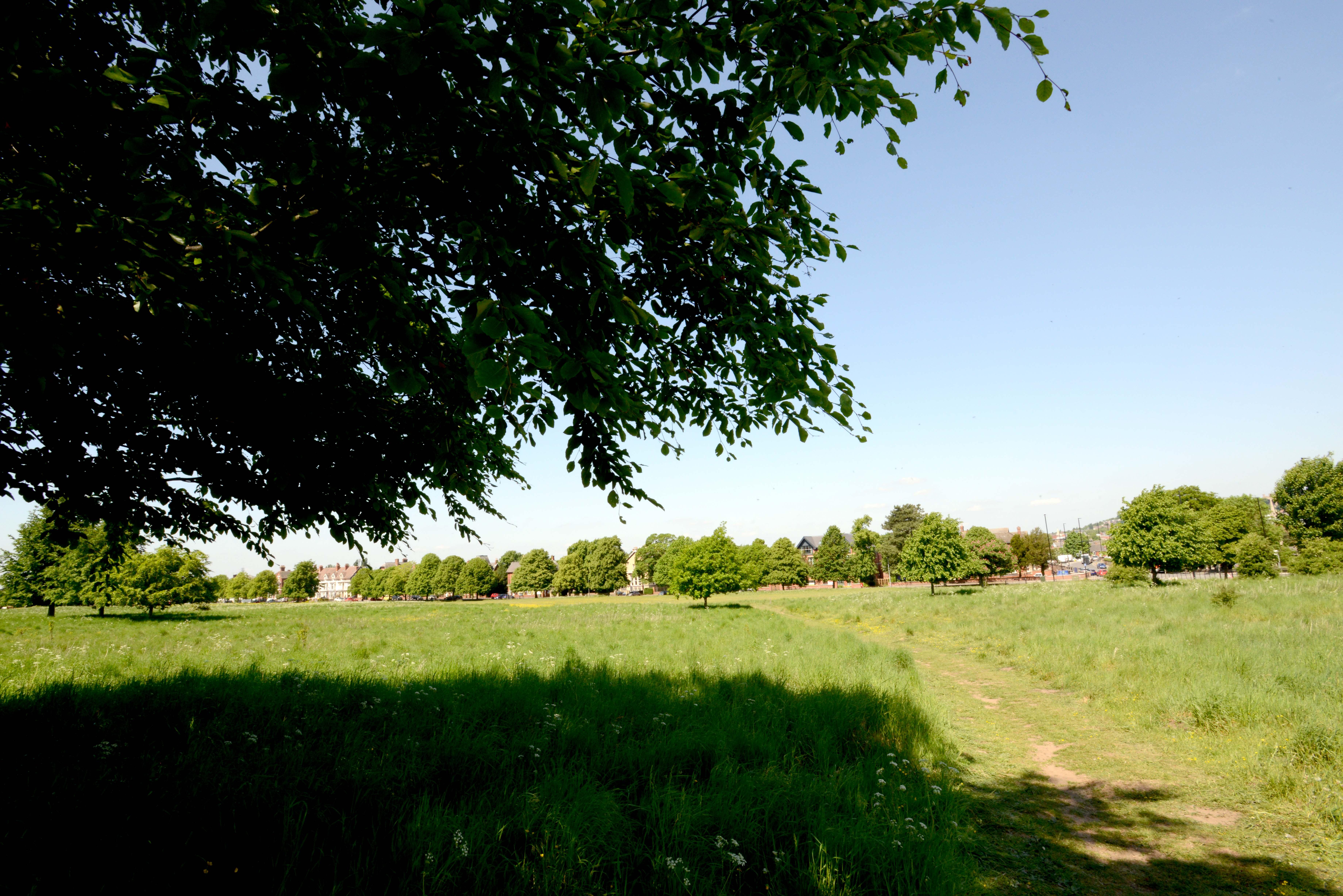 A large grassy field with the branches of a tree in the left corner.