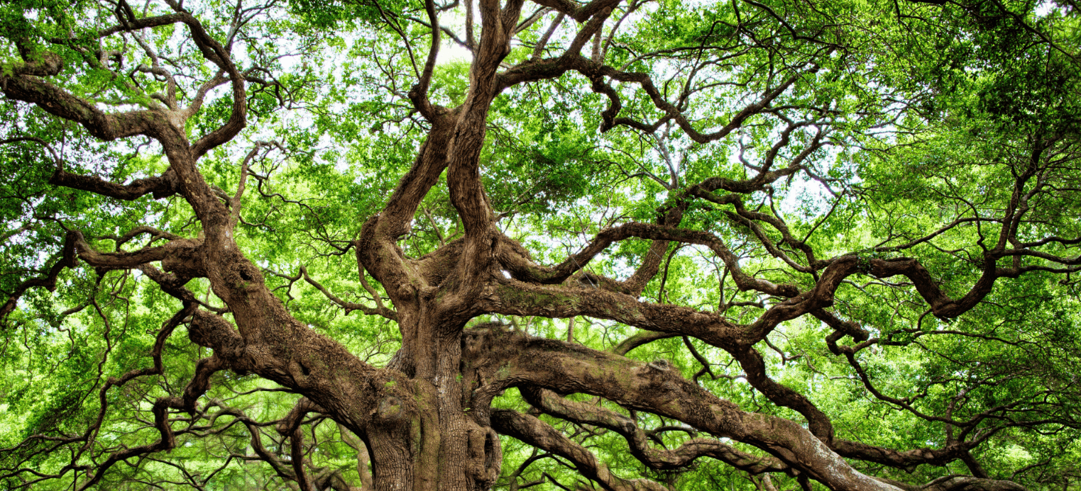 Camera is pointing upwards at a tree where the branches are leaves are visible in vibrant colour.