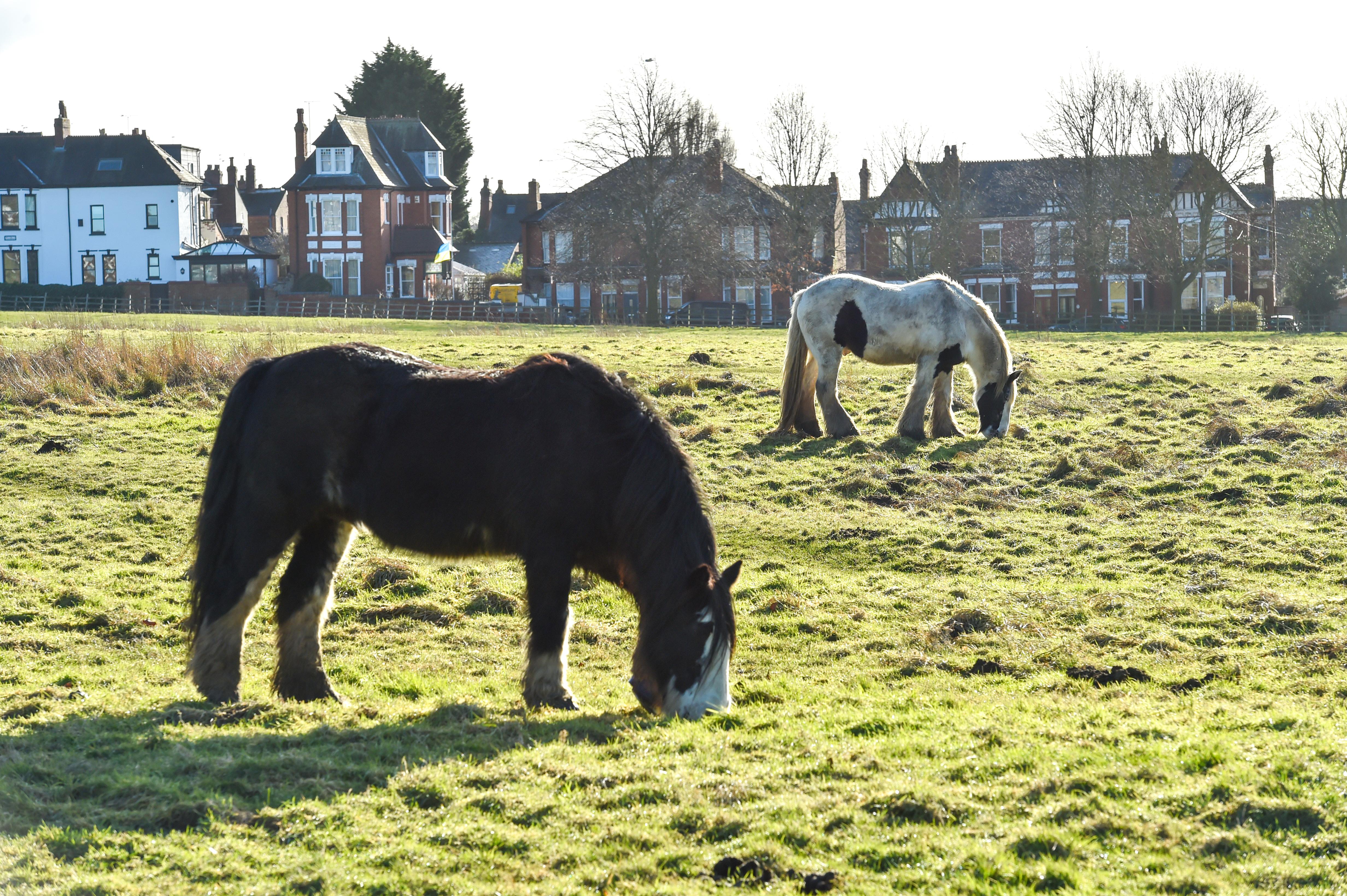 Two horses eating grass on a large field with houses in the background.