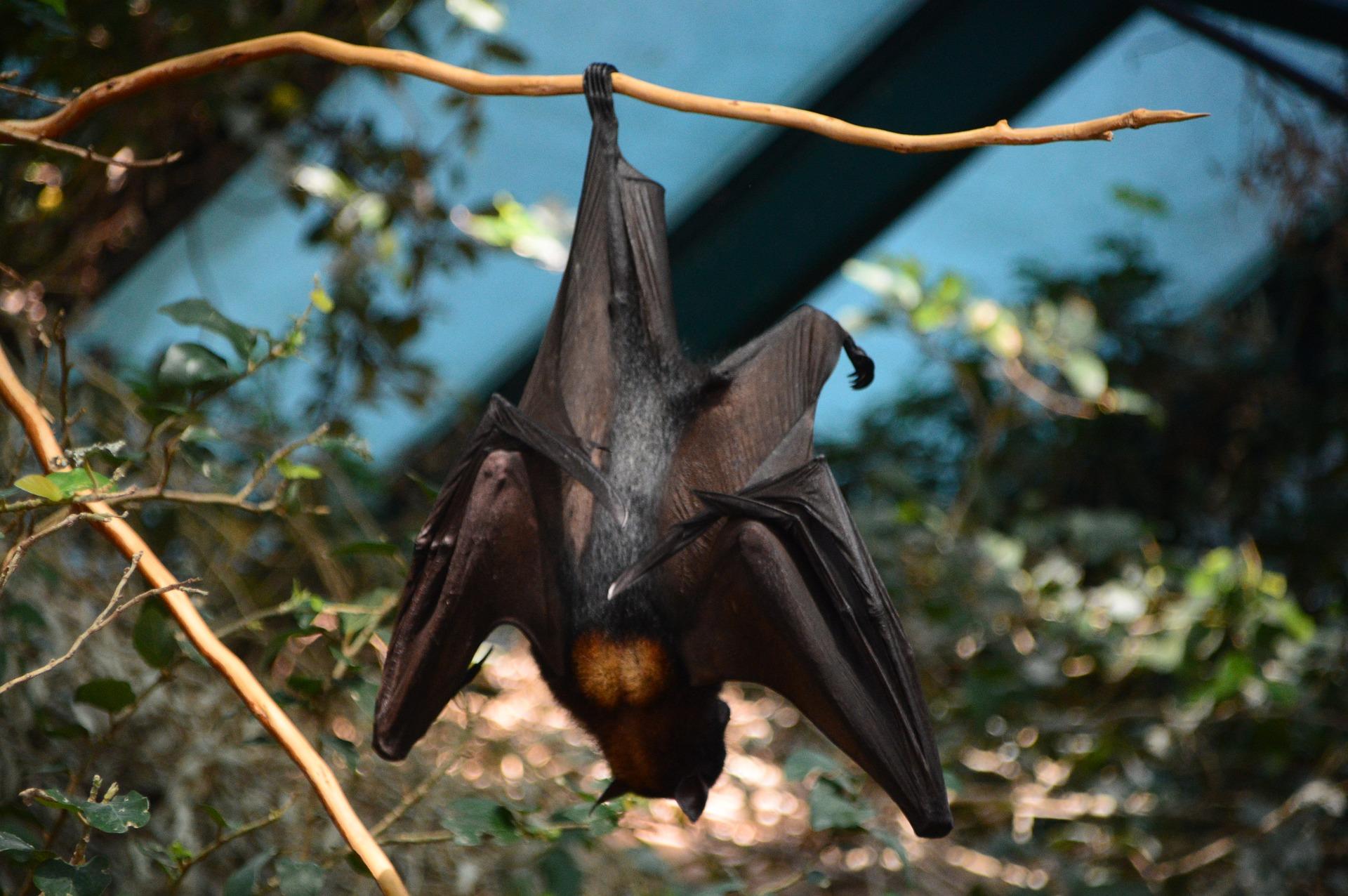 Bat hanging upside down on tree branch