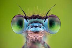 Bug Hunt damselfly image