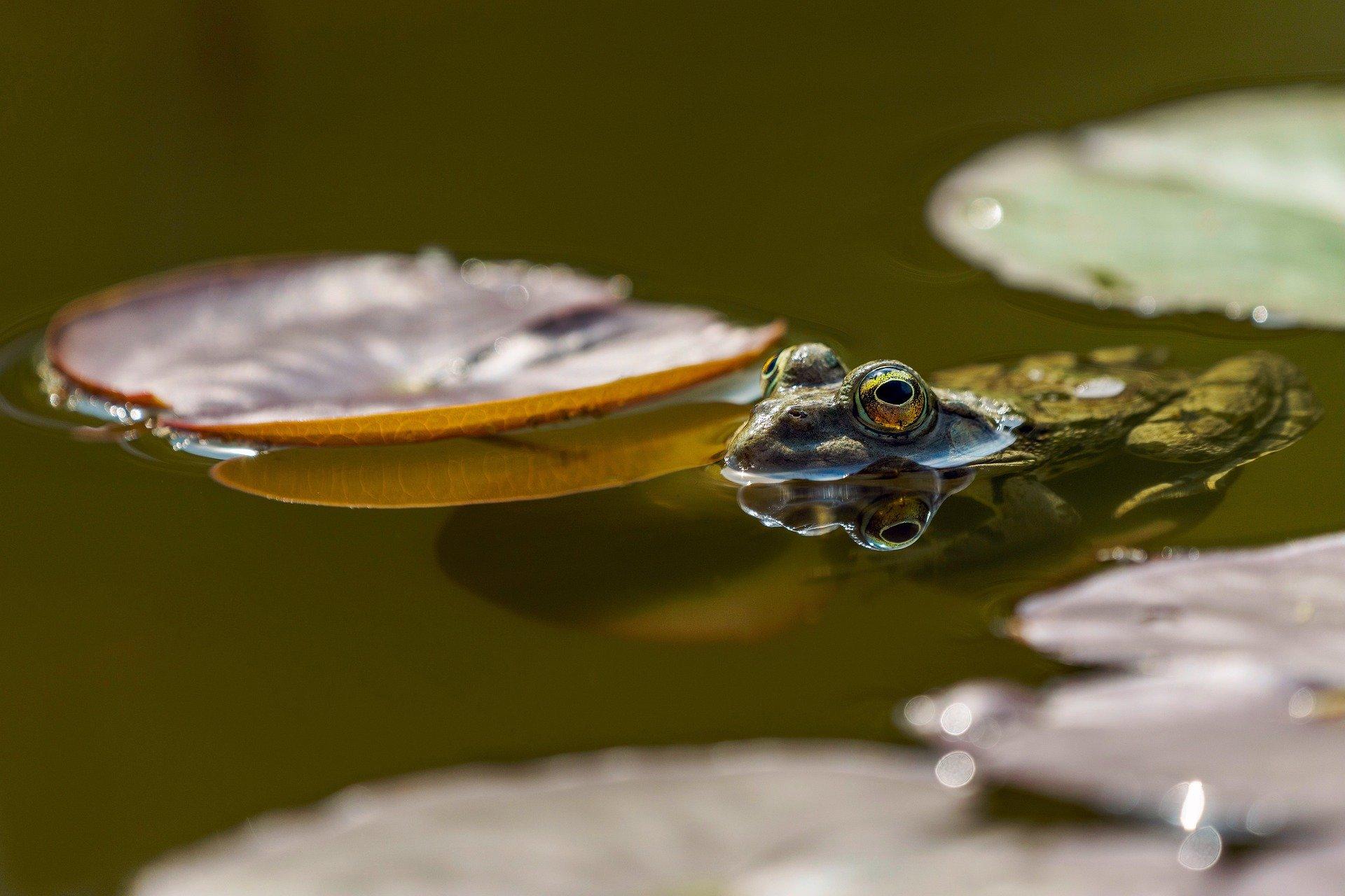 Frog in a pond