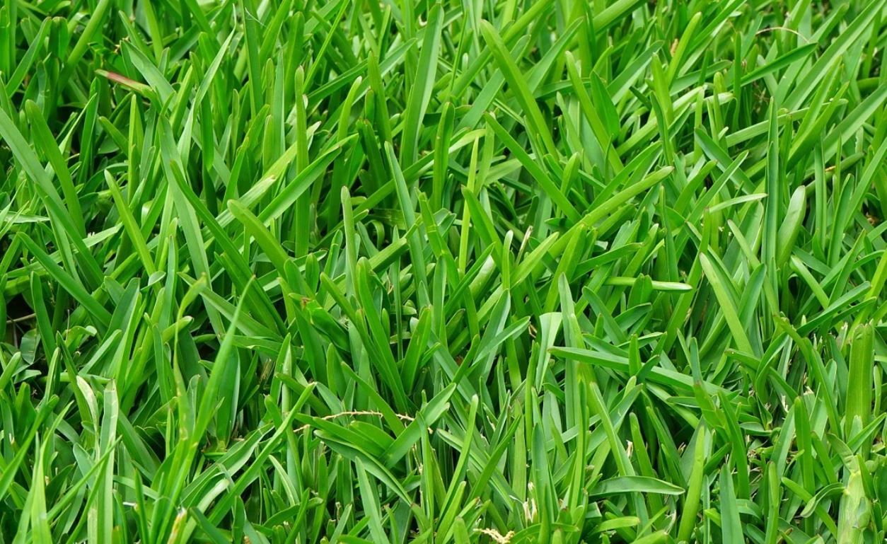 grasss