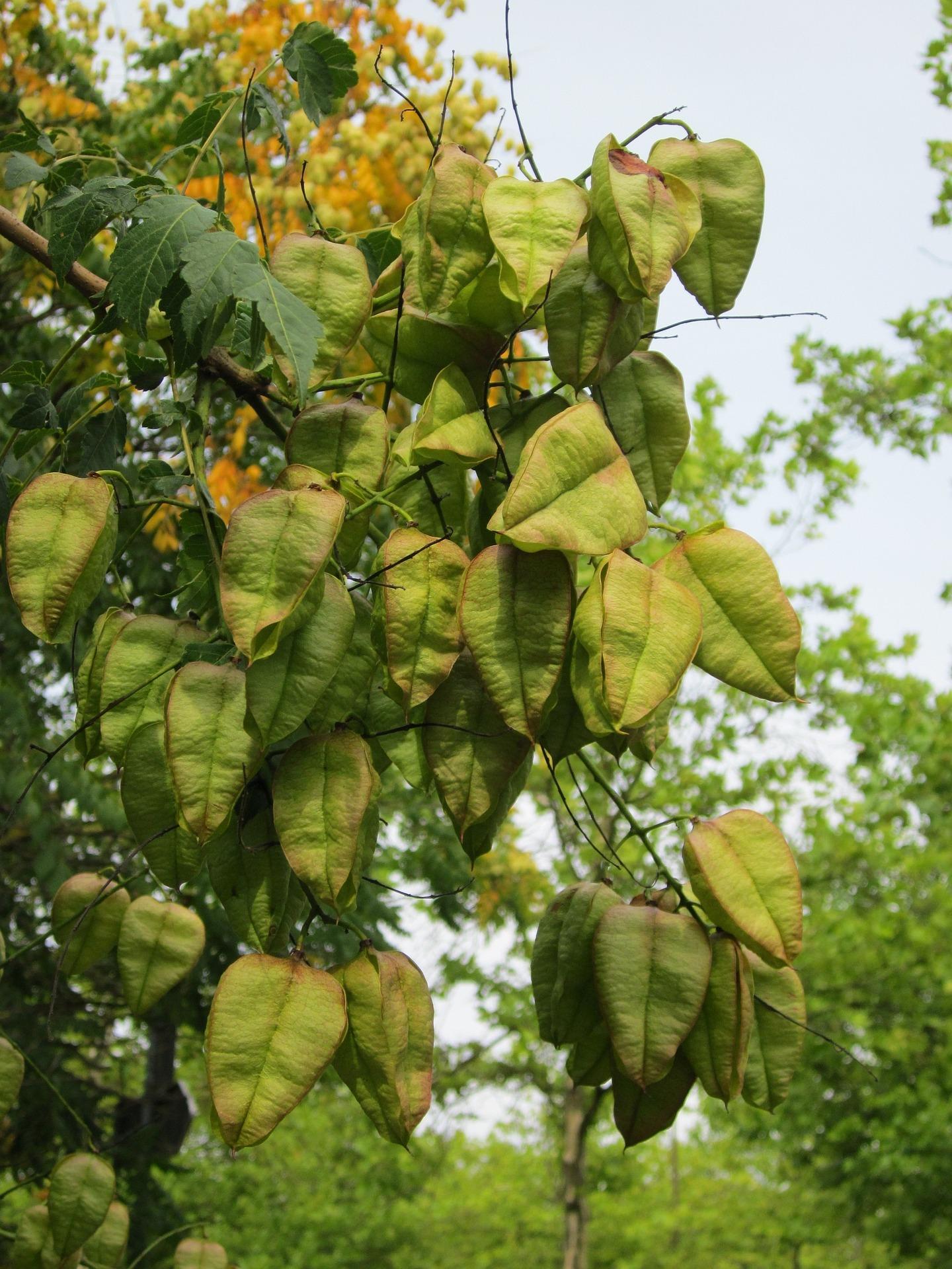 Pride of India tree