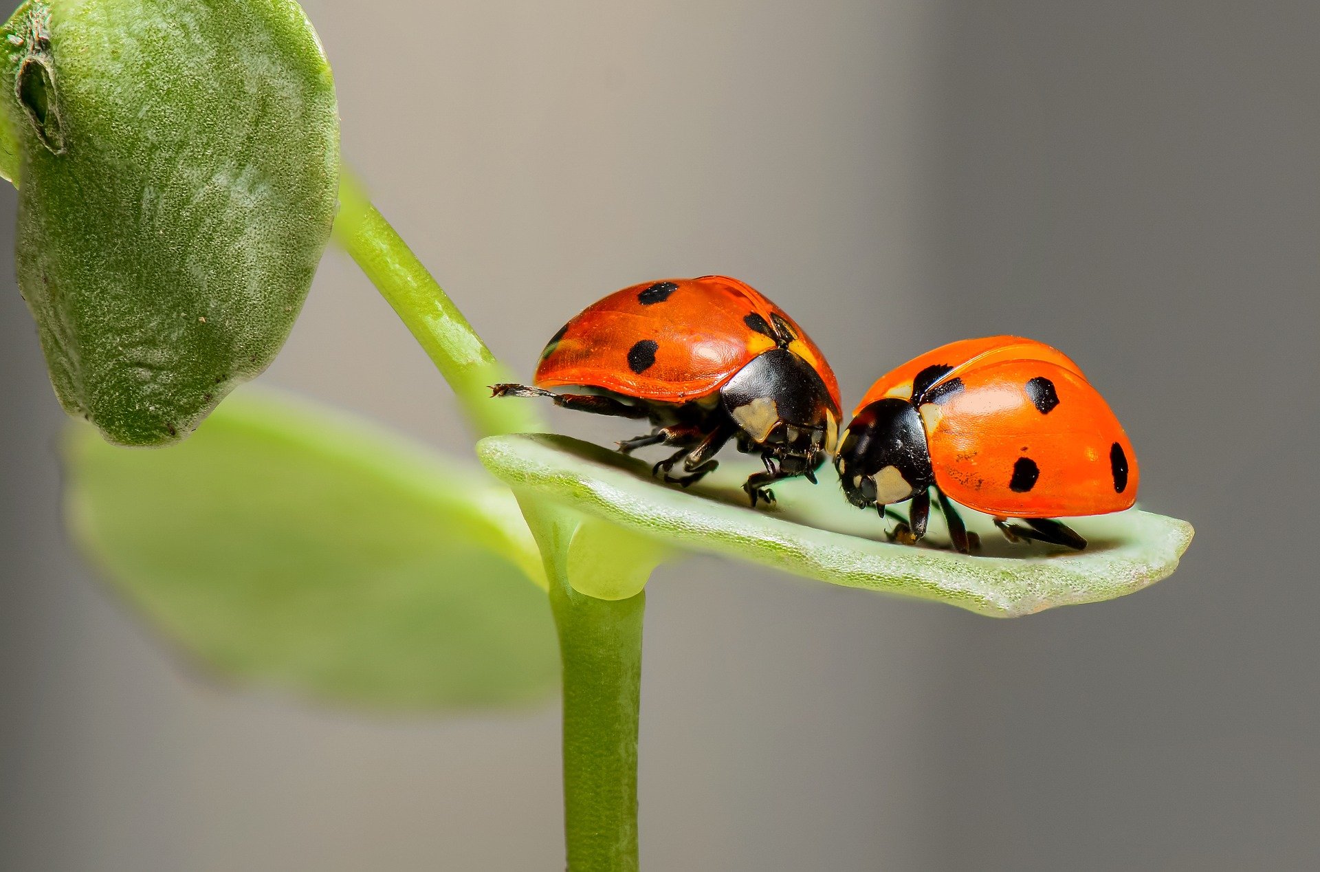 Two ladybugs on a leaf