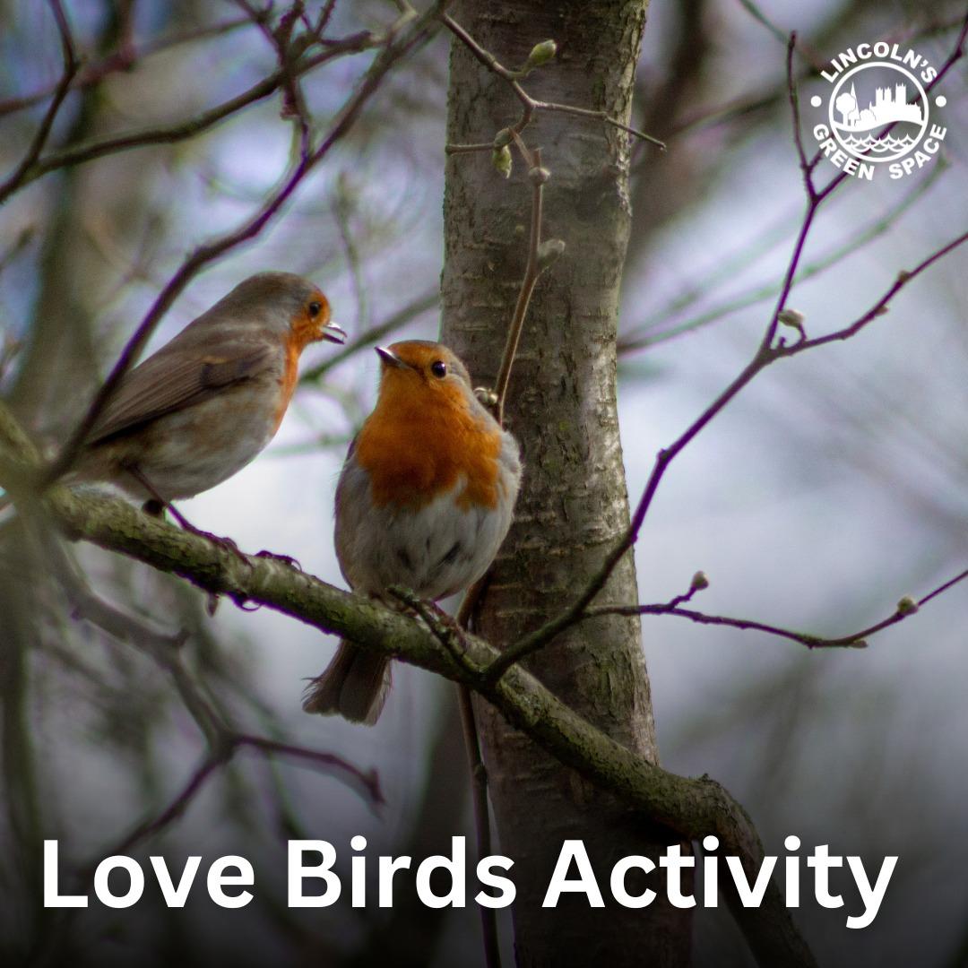 Two birds with red chests sat on a tree branch together.