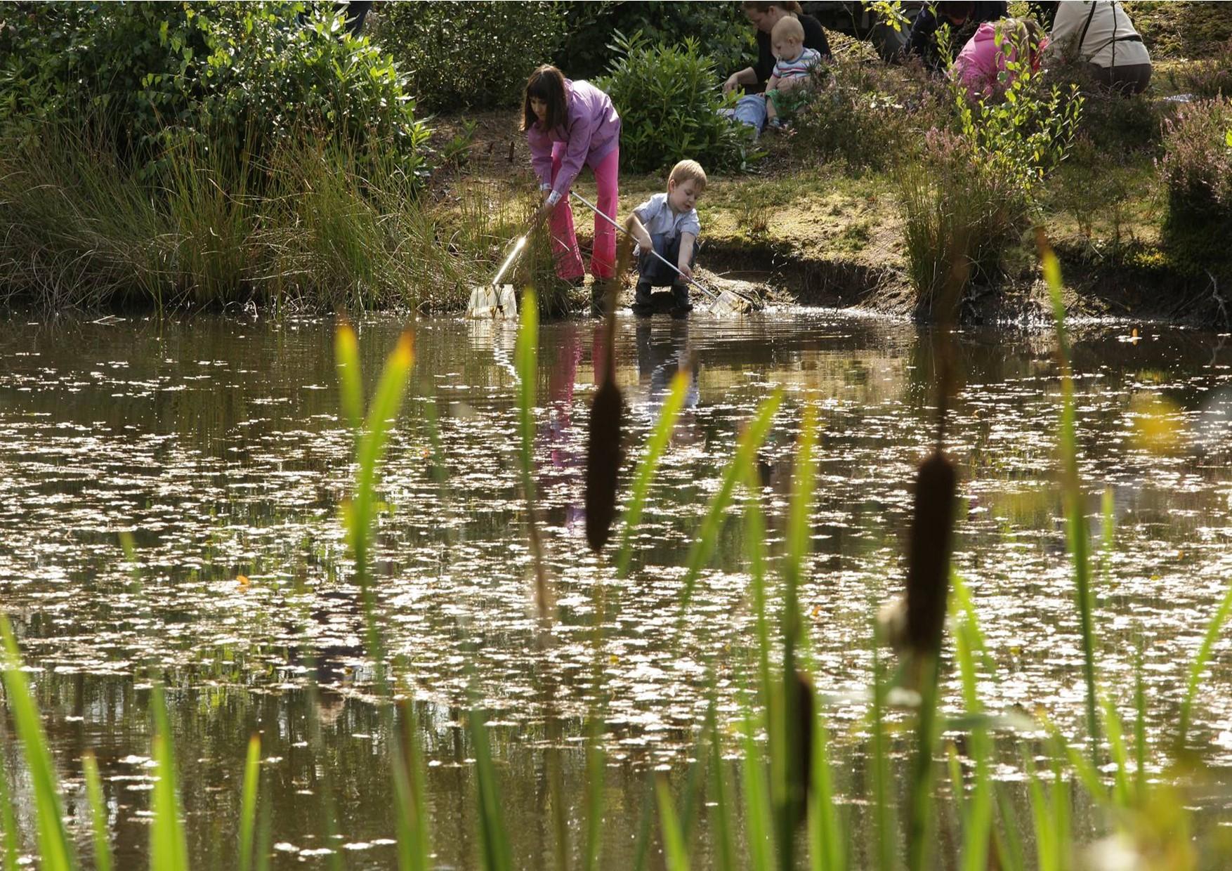 Pond dipping at Hartsholme