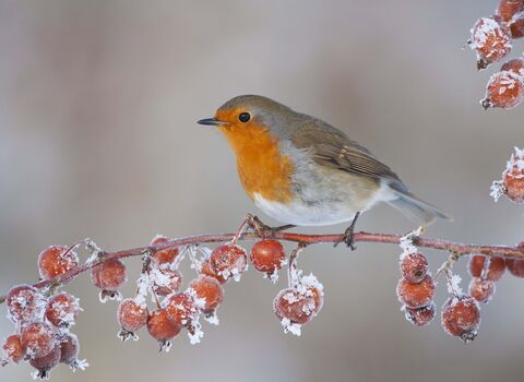 Robin sat on a branch